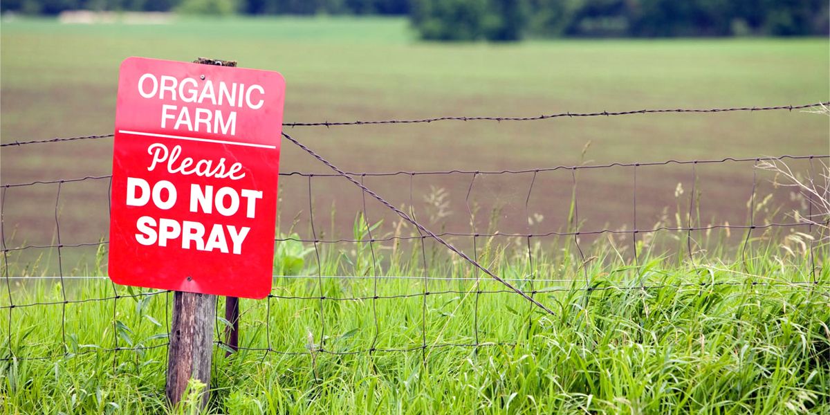 Rumored Buzz on Wait, Organic Farmers Use Pesticides?